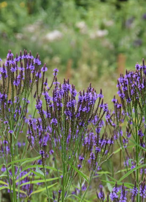 Blue vervain